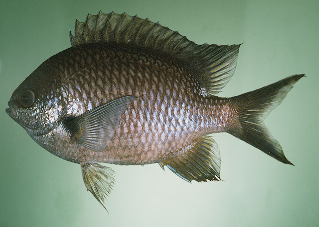 Chromis notata (Temminck & Schlegel, 1843)
